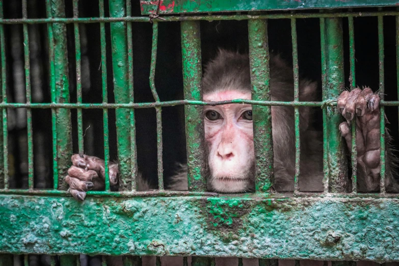 a monkey in a cage peering out from behind bars