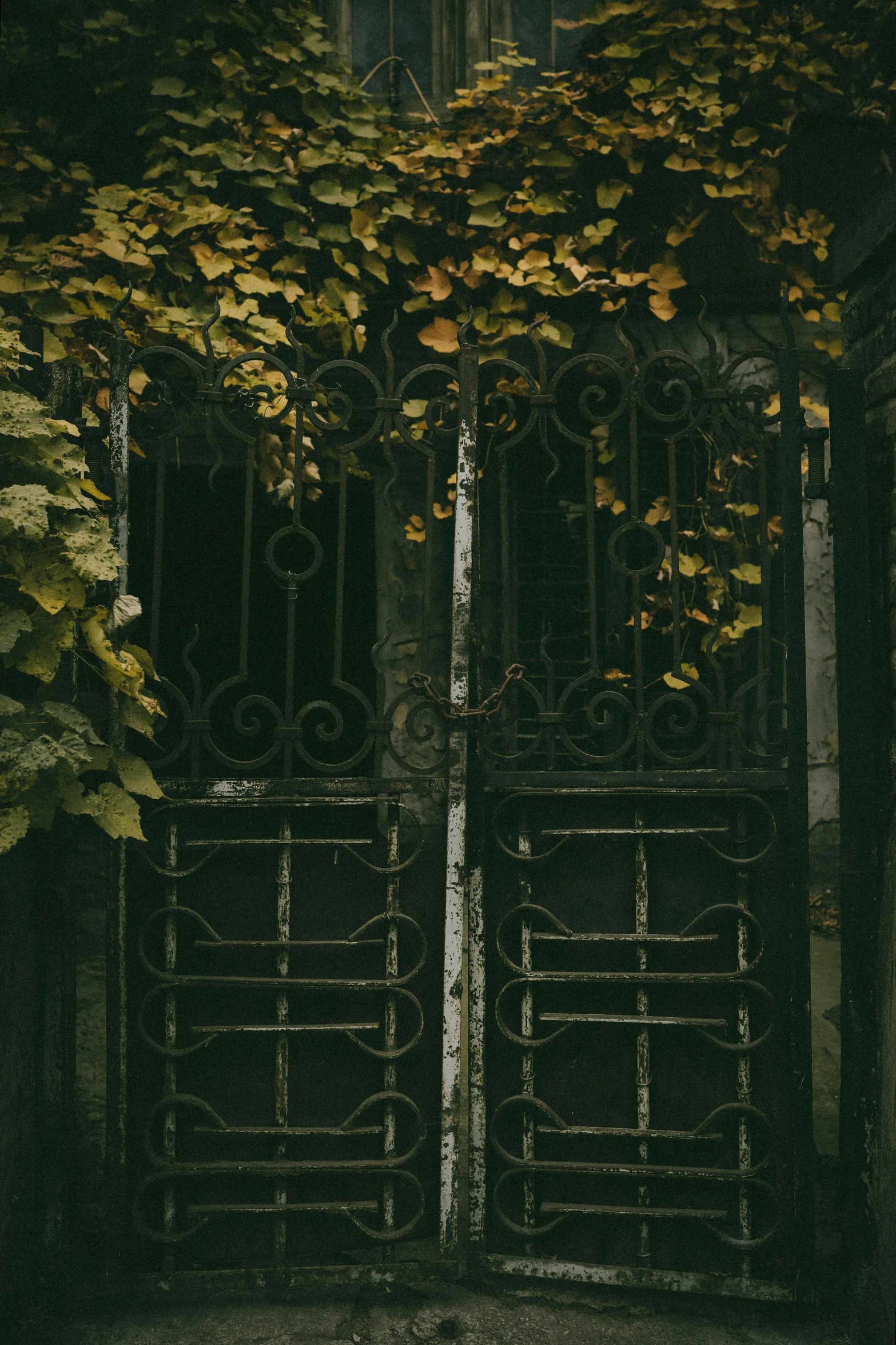 an old iron gate covered in vines in the middle of nowhere