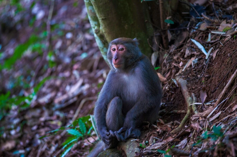 an animal sitting on top of a forest floor