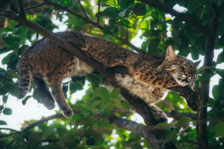 a cat is hanging out in a tree