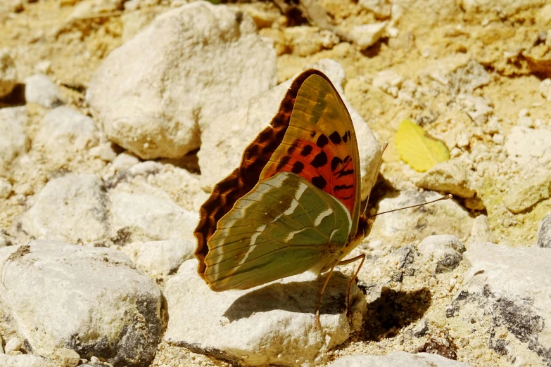 an orange and brown erfly standing on some white rocks