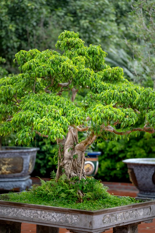 a bonsai tree in an outdoor garden is displayed