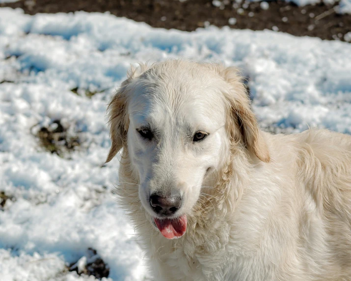 a dog standing on top of snow covered ground