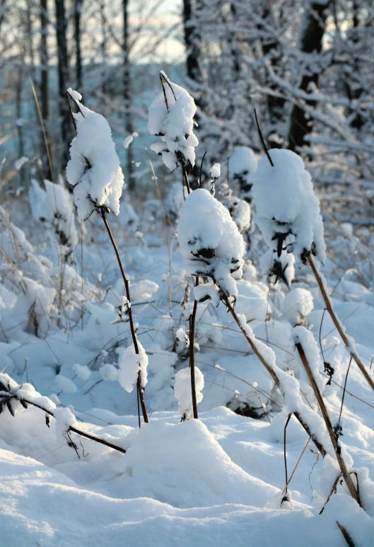 some trees covered with snow next to some bushes