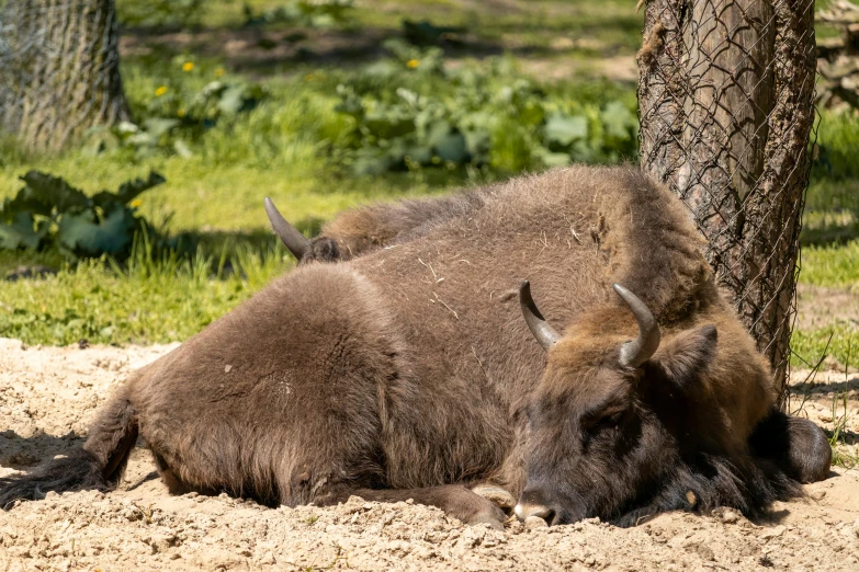 a bison laying down on the ground under a tree