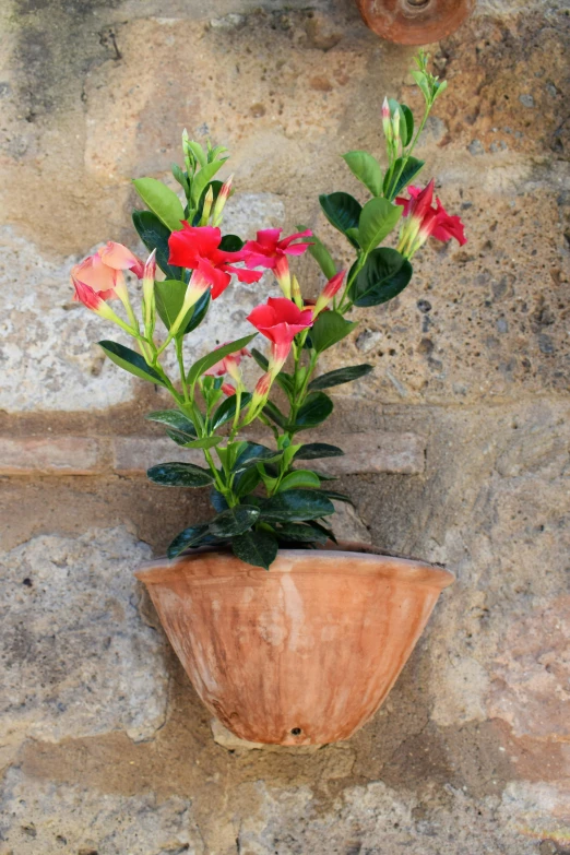 flowers and foliage in a large pot on a stone wall