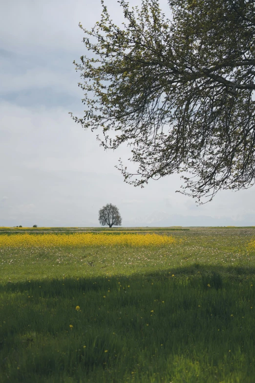 a lone tree sits alone in the middle of a field