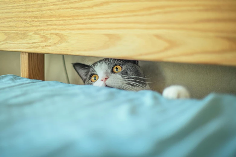 a grey cat peers under the edge of a bed