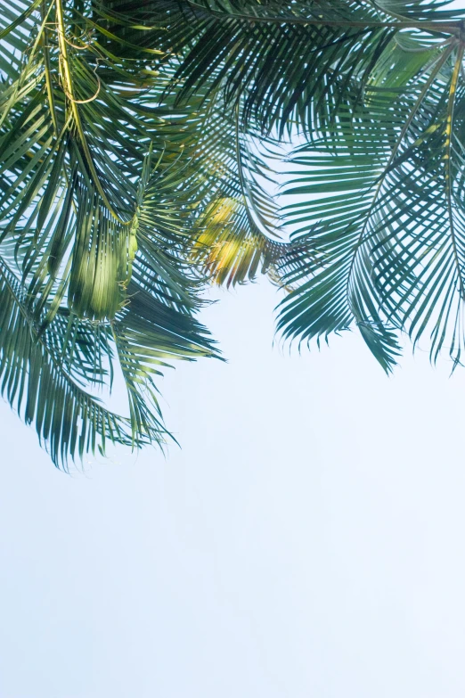 view of the underside of a leafy palm tree