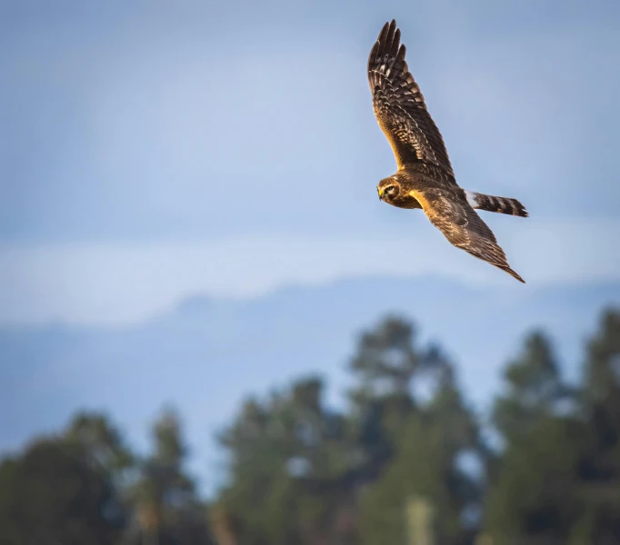 a large bird of prey flying over the forest