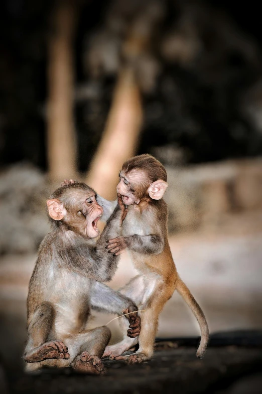 two monkeys with their mouths open while holding hands