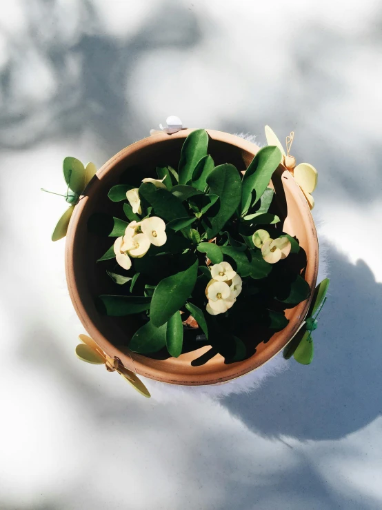 small pot of flowers on a table top