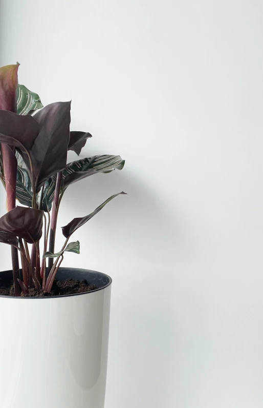 an unusual looking plant is shown in this pot