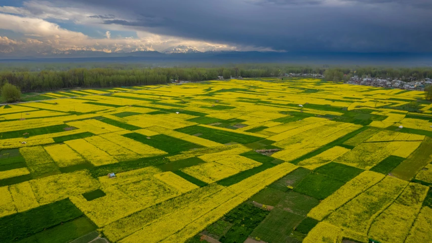 fields of crops covered in bright yellow grass