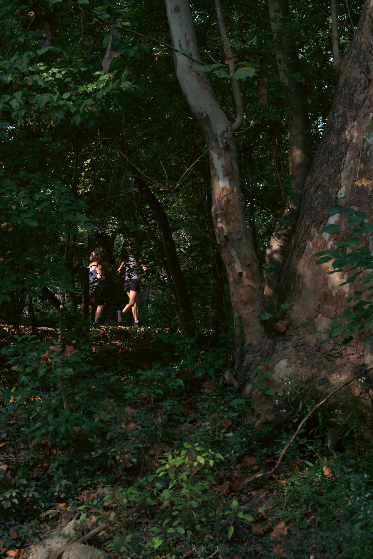 two people running through the woods in front of a tree
