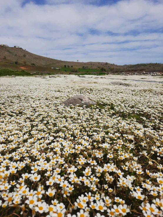 the landscape shows a very large number of daisies