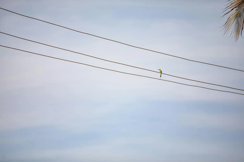 a small bird sitting on a wire in the sky