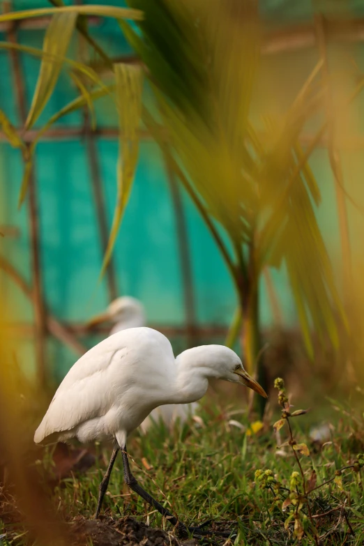 a couple of white birds stand near the grass