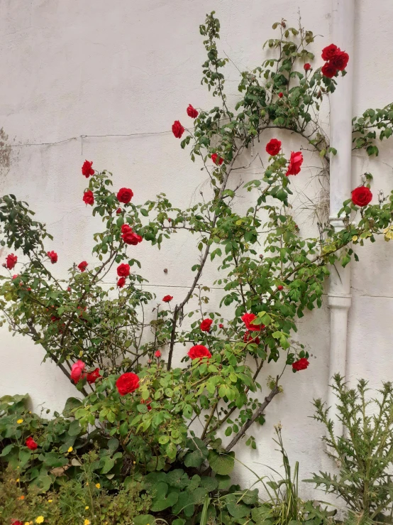 an open window with roses in the corner