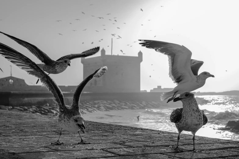 birds are standing around and flying along the beach