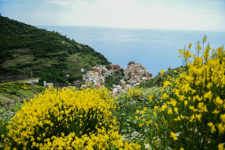 a hillside with flowers next to a body of water