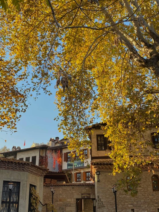 a city scene of tall buildings with autumn colors on the trees