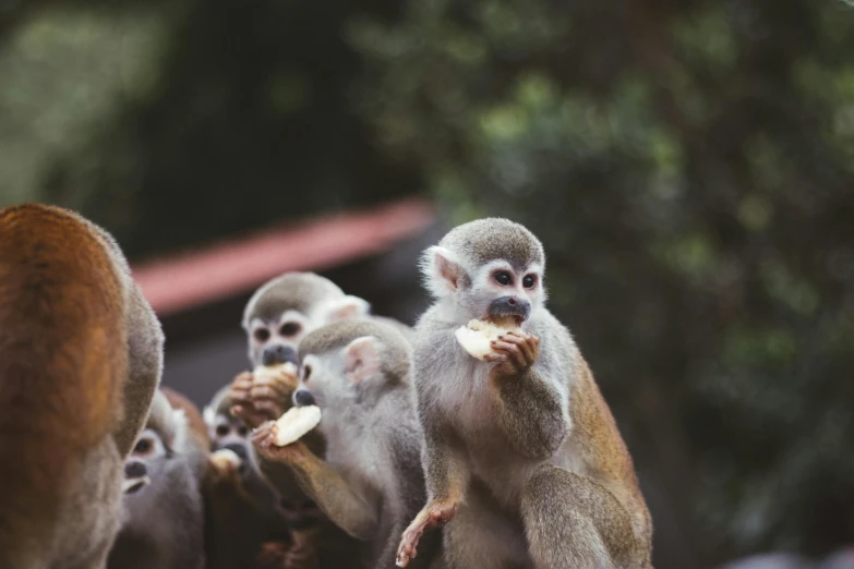 a group of monkeys sitting on top of a log eating food