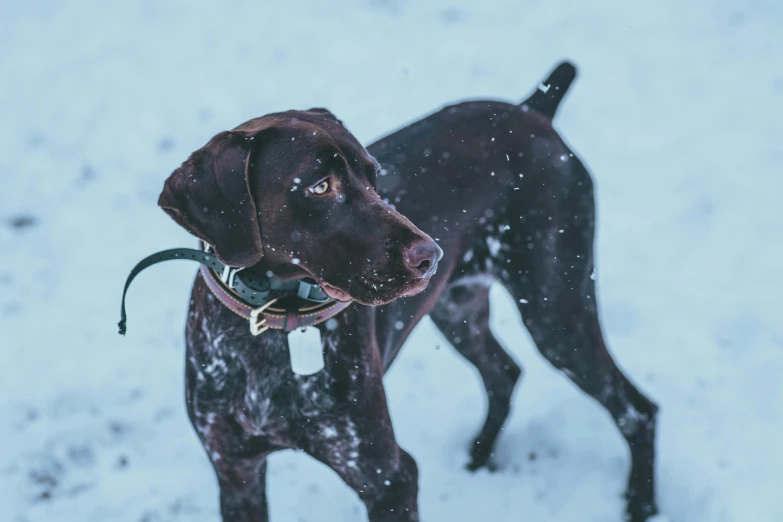 a dog with its head tilted up in the snow