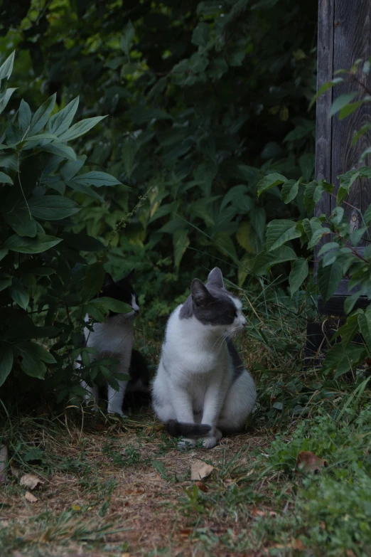 the black and white cat is standing in the grass