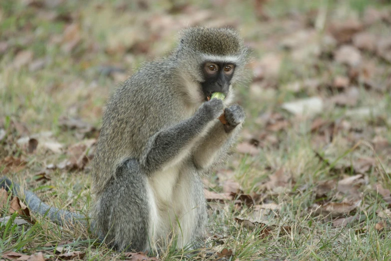 a small monkey eating a piece of food