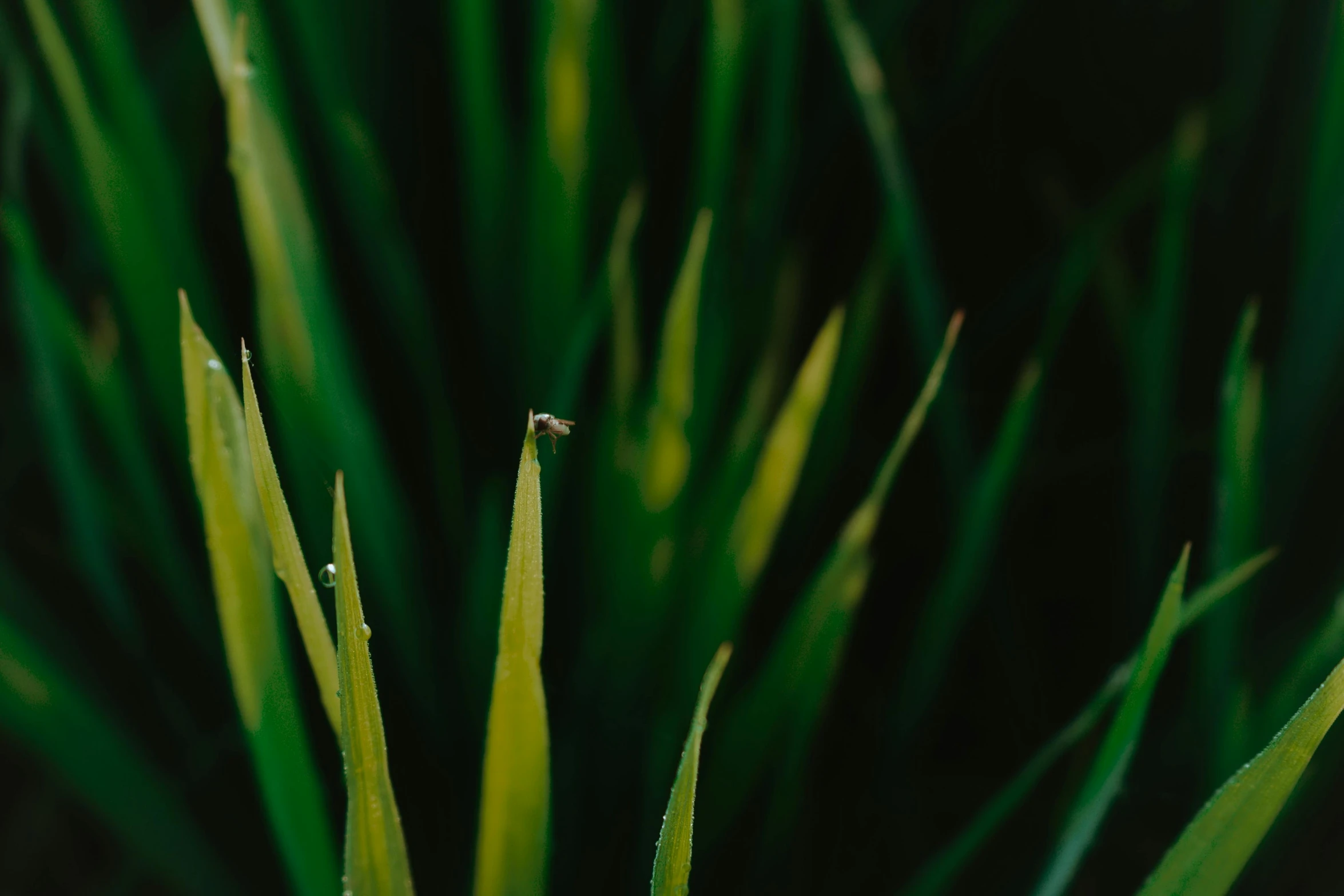 a close up s of some grass with some water drops