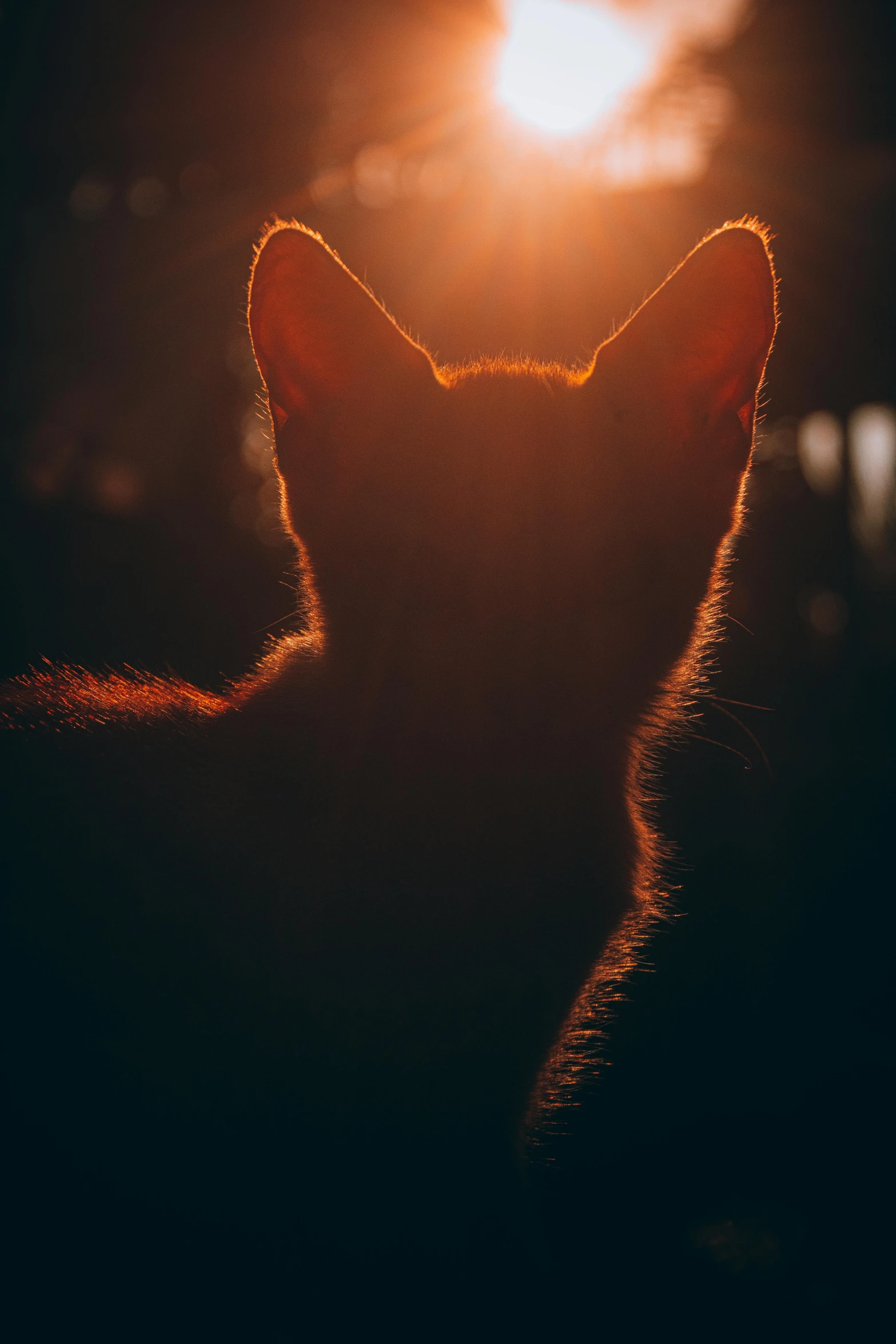 a close up po of a cat that is sitting in the dark