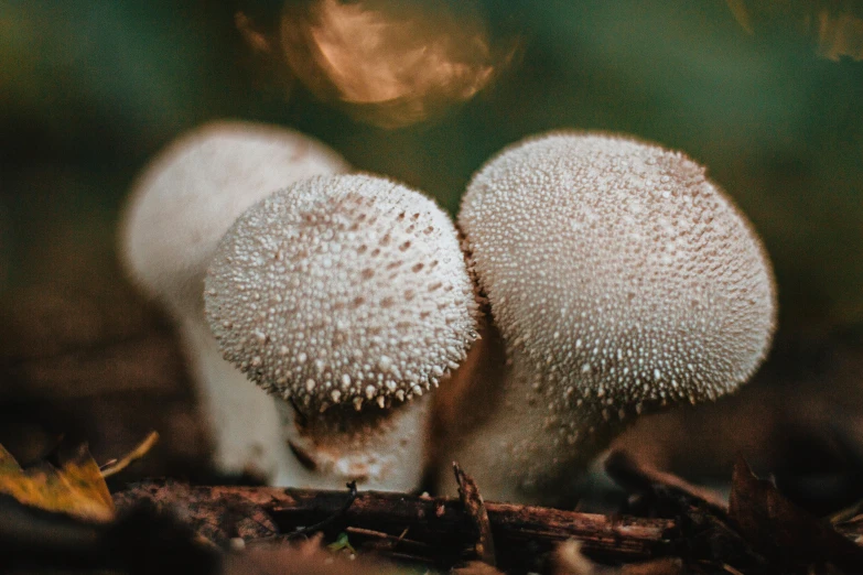 two mushrooms on the ground in a group