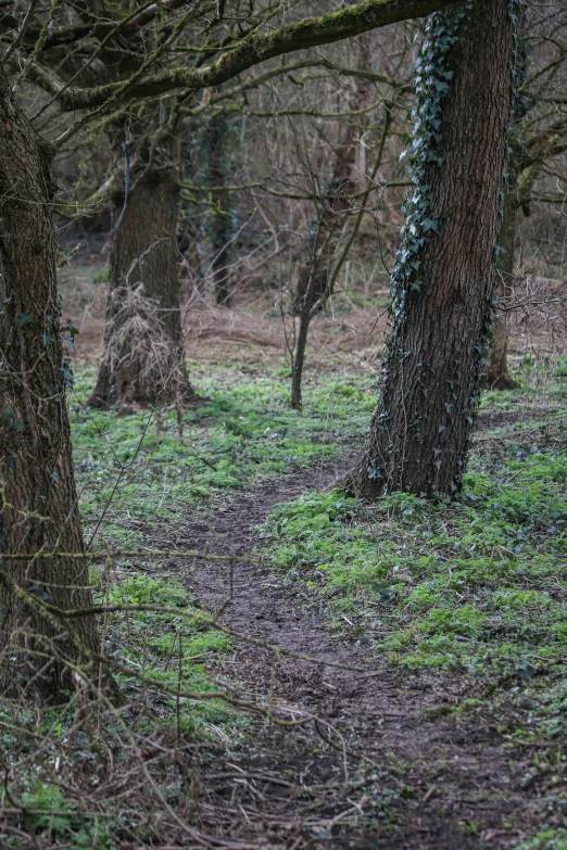 a path in the woods between two trees