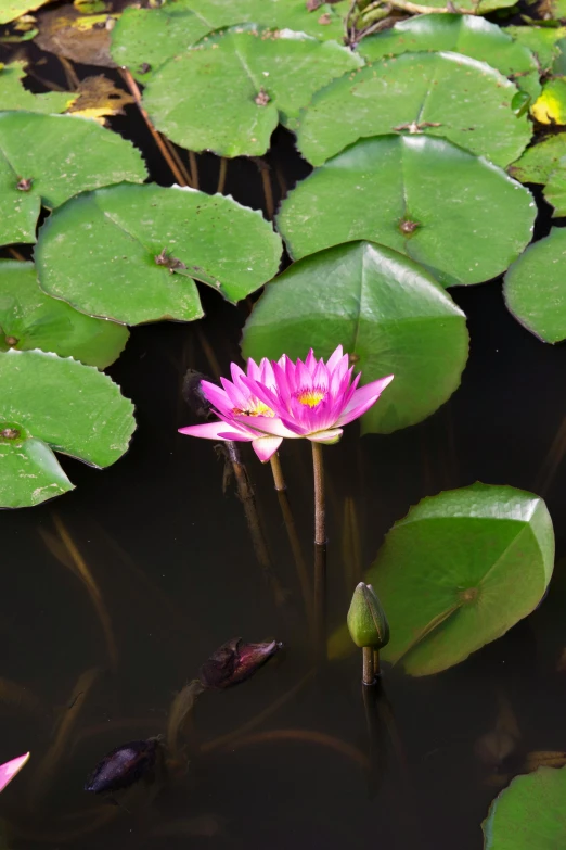 a purple waterlily in a pond surrounded by leafy vegetation