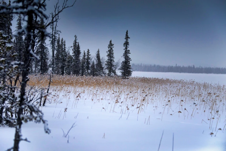 winter scene with snow in the trees and a small forest on the horizon