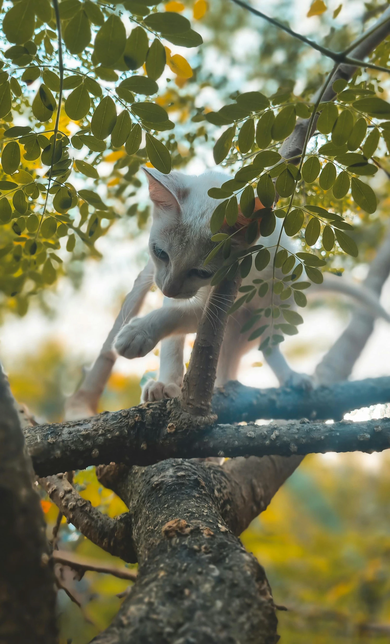 the small kitten is looking up from a tree