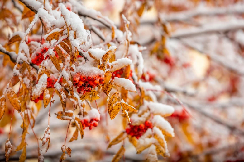 snow on a plant and leaves in the fall