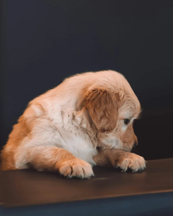 a puppy chewing on soing with its paw