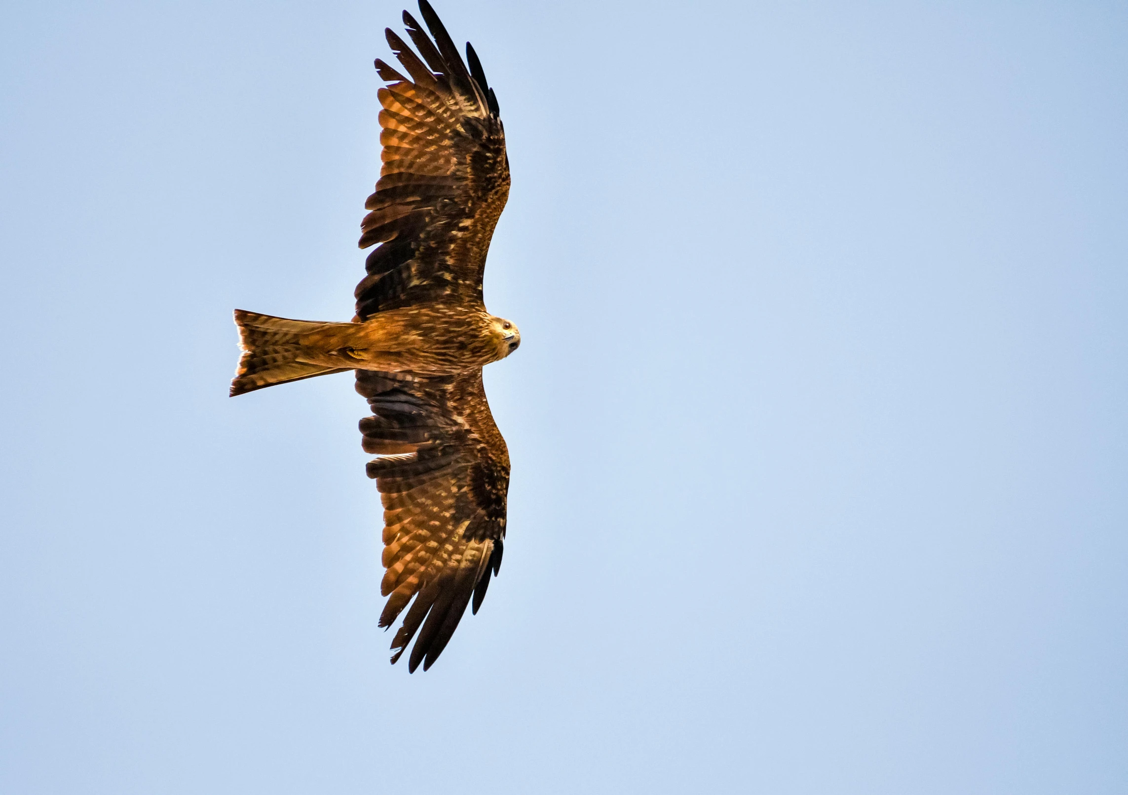 a brown bird flying through a blue sky