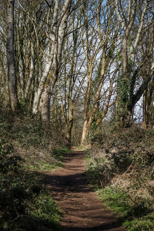 a path is lined with trees and bushes in the middle of the woods