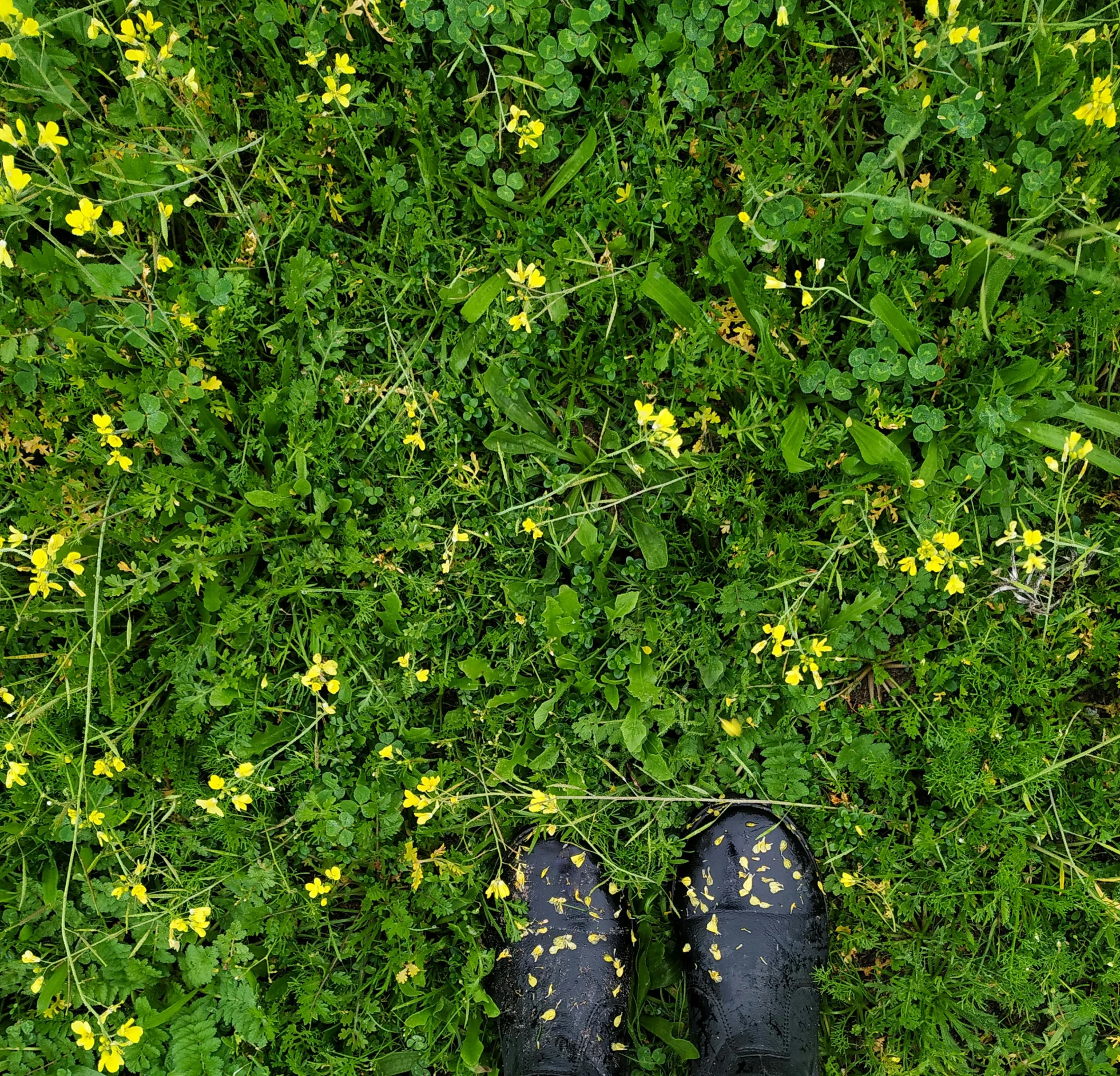 a pair of black flip flops in grass with yellow flowers