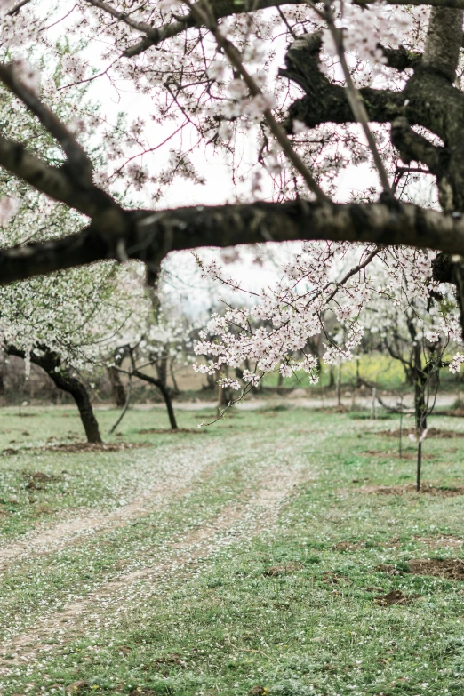 an empty field has flowers in bloom and some bare trees