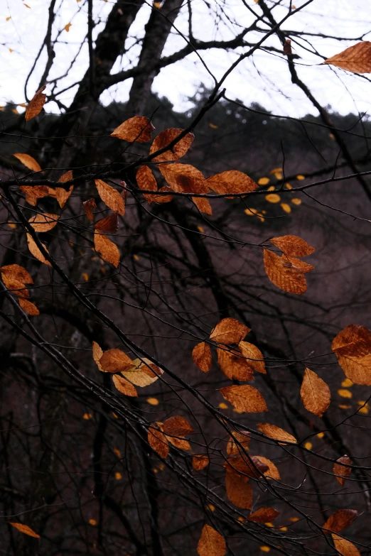 a tree with many leaves on it