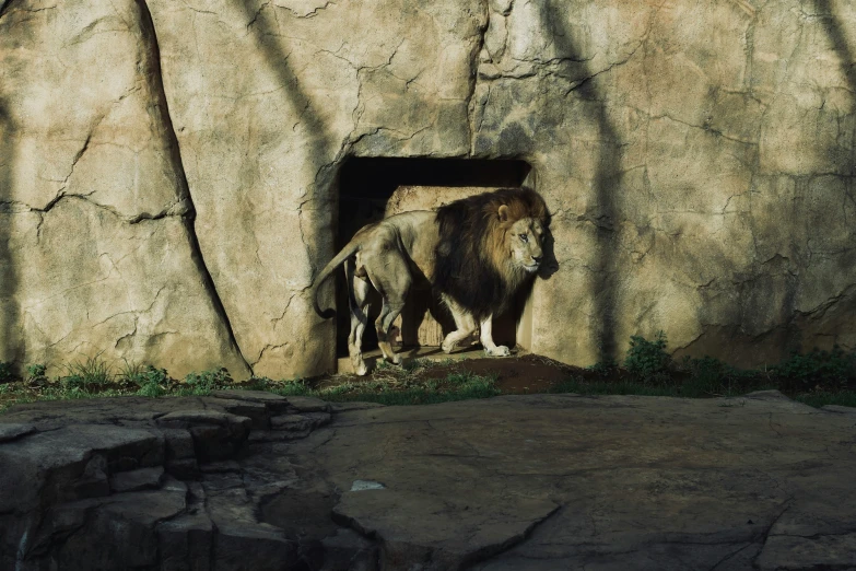 a lion standing by itself in a stone tunnel