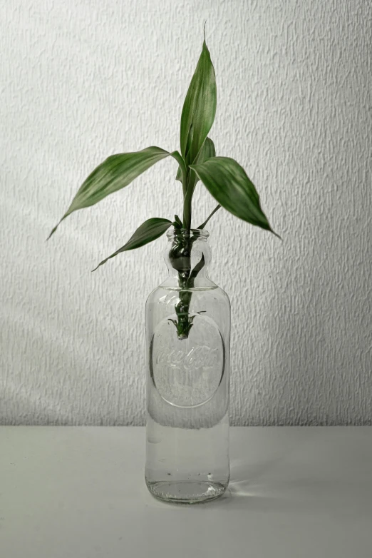 a green plant is in a vase with water