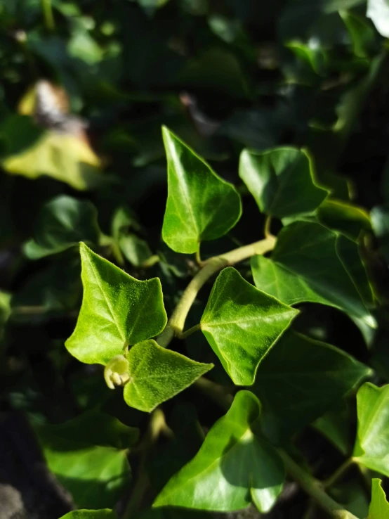 this is a green plant with several leaves