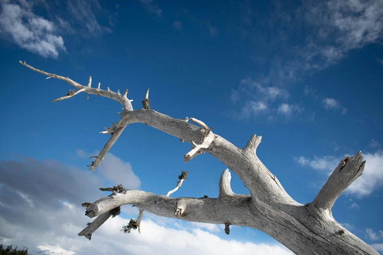 a very unique tree against a blue sky