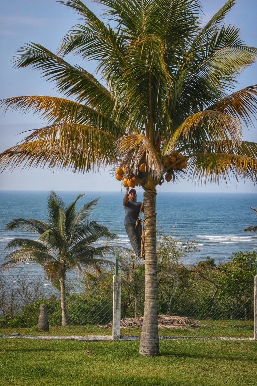 a person climbing up a tree to reach soing in the sky