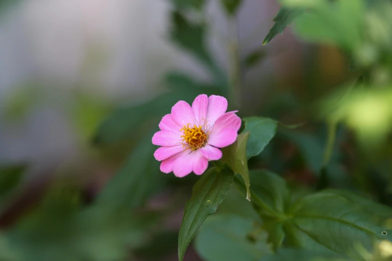 pink flower on the stem of a green plant
